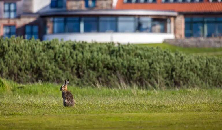 Craigielaw Natural - hares 09